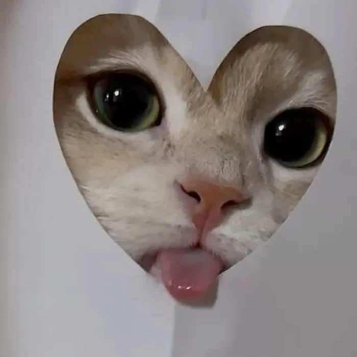 meme lêu lêu cute mèo xinh meme lêu lêu cute mèo xinh