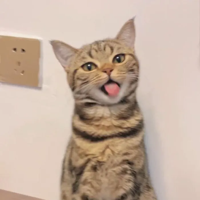 meme lêu lêu cute mèo meme lêu lêu cute mèo