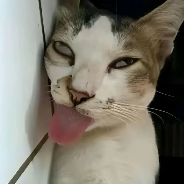 meme lêu lêu mèo chế meme lêu lêu mèo chế