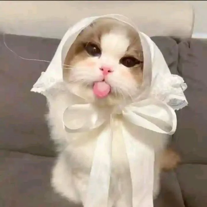 meme lêu lêu mèo cute meme lêu lêu mèo cute