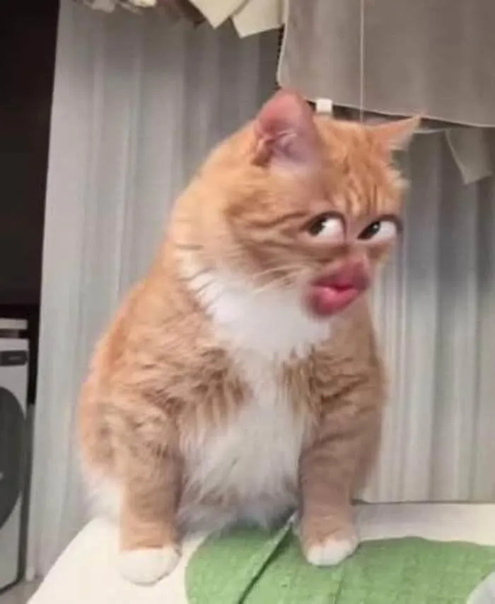 meme liếc nhưng hài