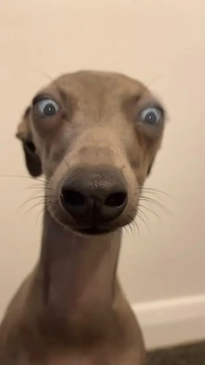 meme lườm cún xinh meme lườm cún xinh