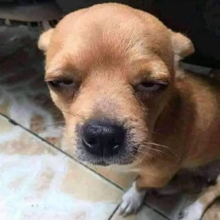 meme lườm cún meme lườm cún