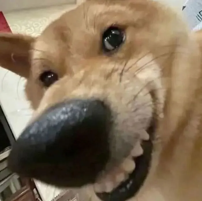 meme lườm cười meme lườm cười