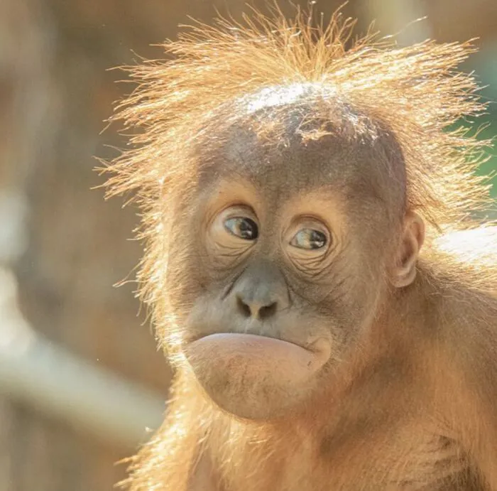 meme lườm khỉ meme lườm khỉ