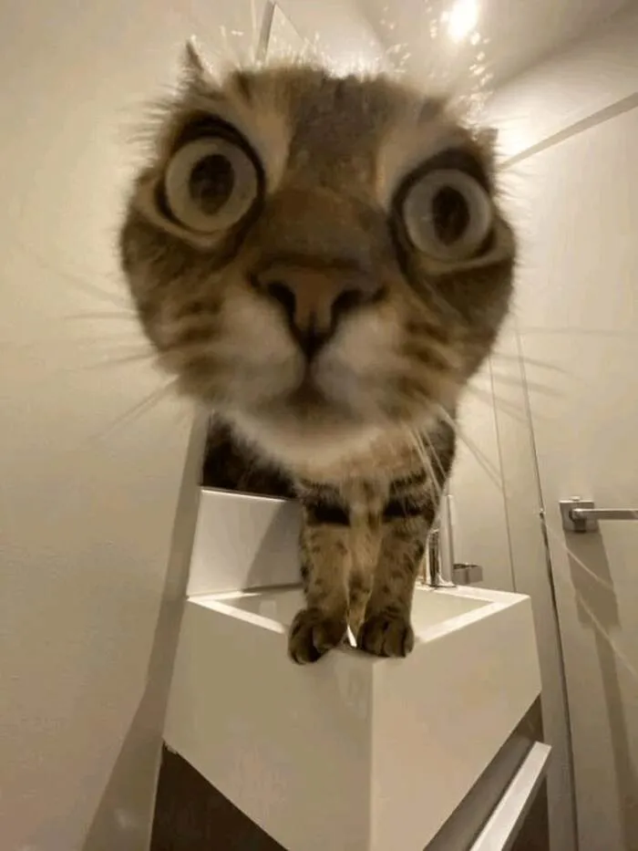 meme lườm mèo meme lườm mèo