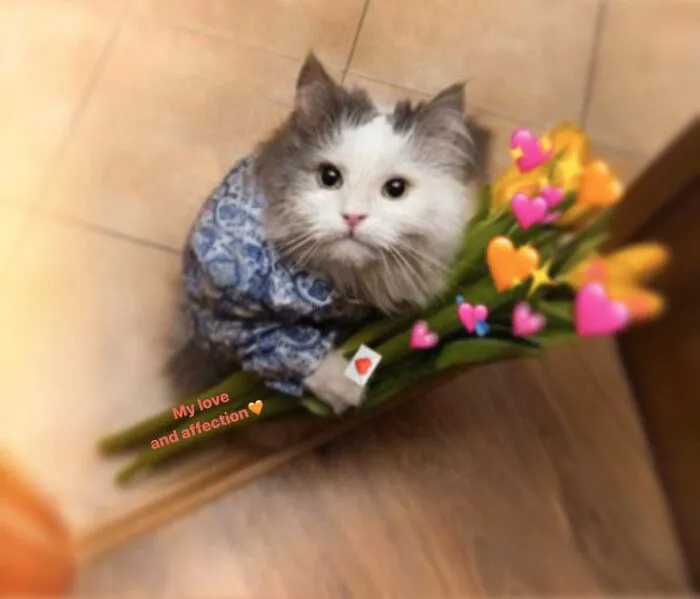 meme mèo lố thì đẹp