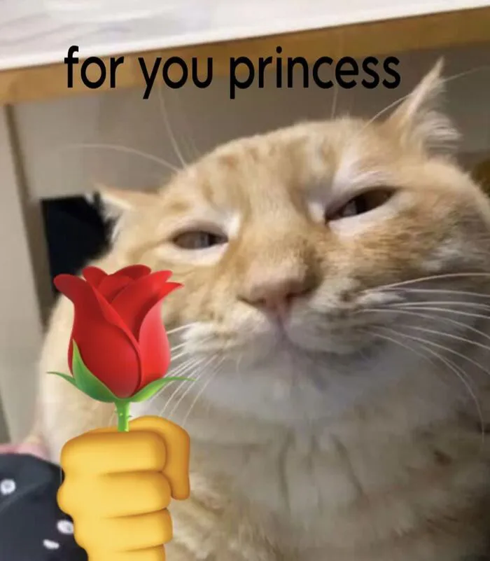 meme mèo tặng hoa cute vô tri