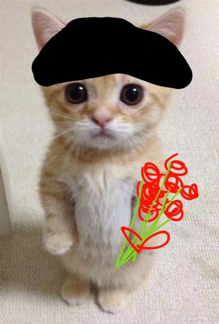 meme mèo tặng hoa cute