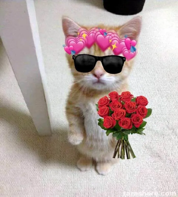 meme mèo tặng hoa đẹp vô tri