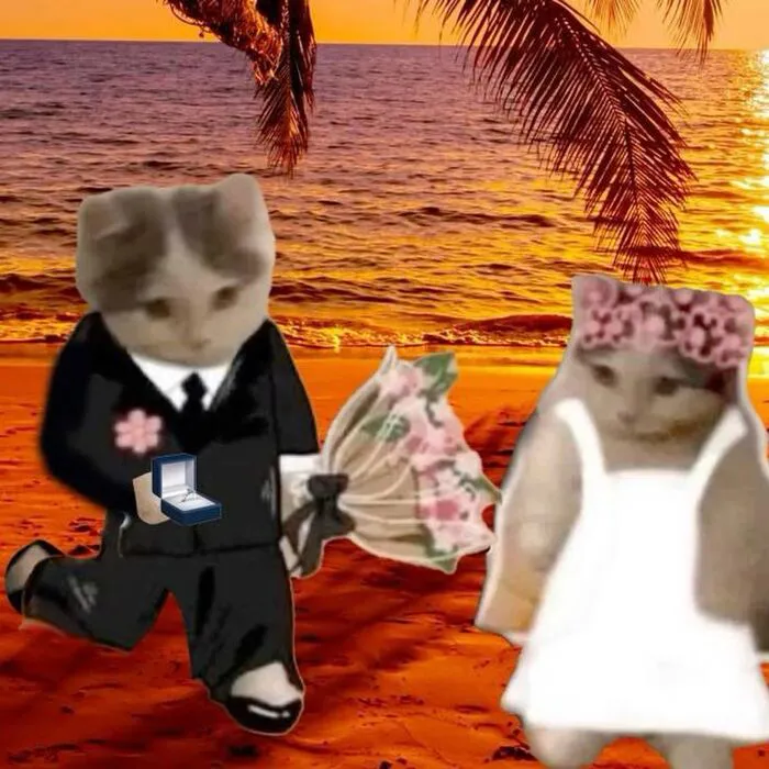 meme mèo tặng hoa siêu đáng yêu