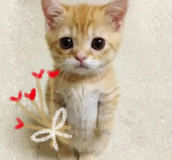meme mèo tặng hoa siêu viral