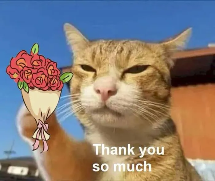 meme mèo tặng hoa viral cực hài