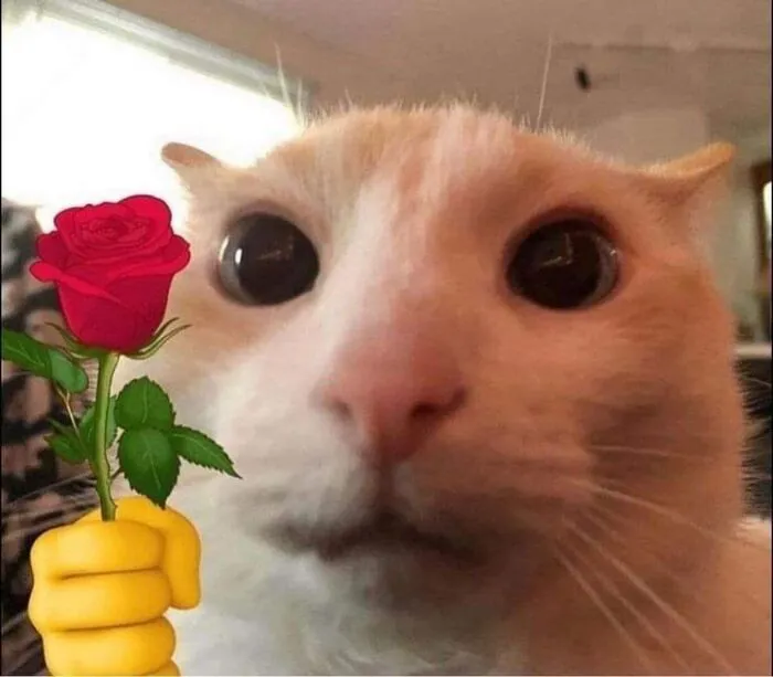 meme mèo tặng hoa viral hài nhất