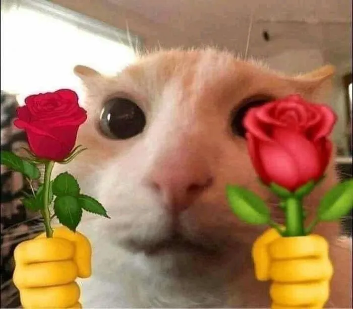 meme mèo tặng hoa viral siêu hài