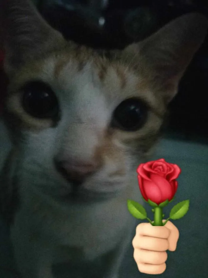 meme tặng hoa bạn thân