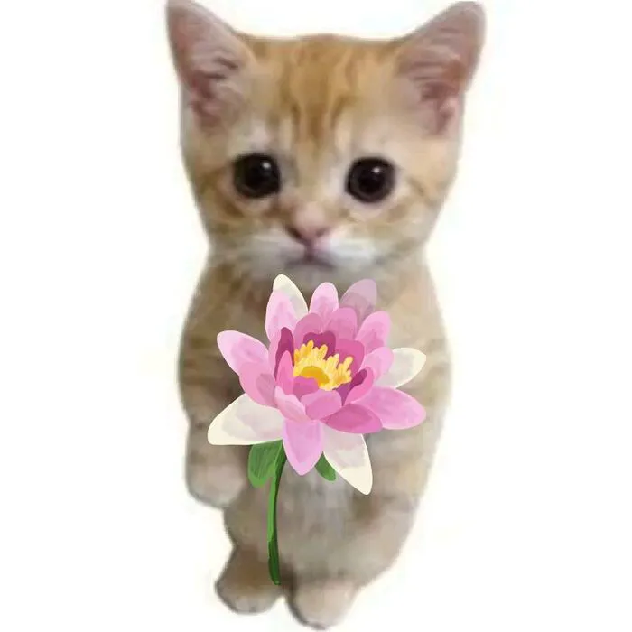 meme tặng hoa cho người thương