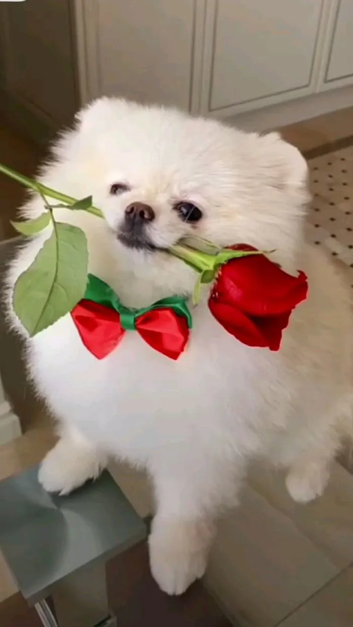 meme tặng hoa dễ thương