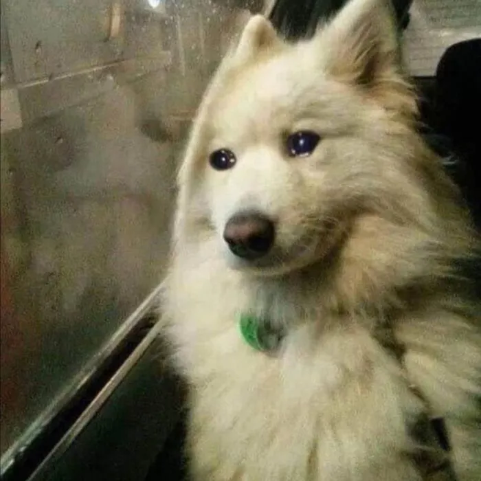 meme thất vọng chó