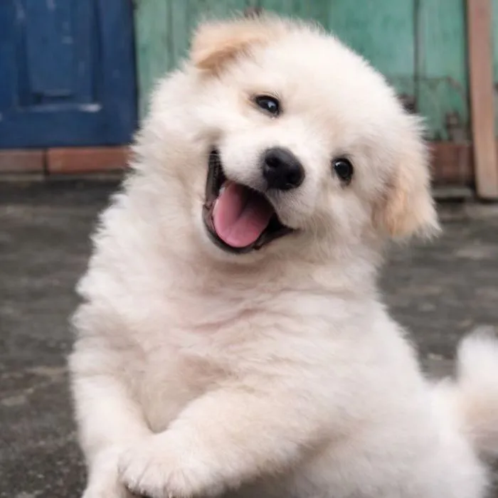 meme vui cute