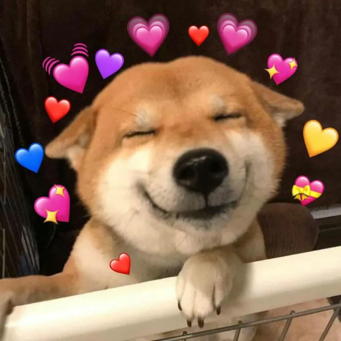meme vui shiba