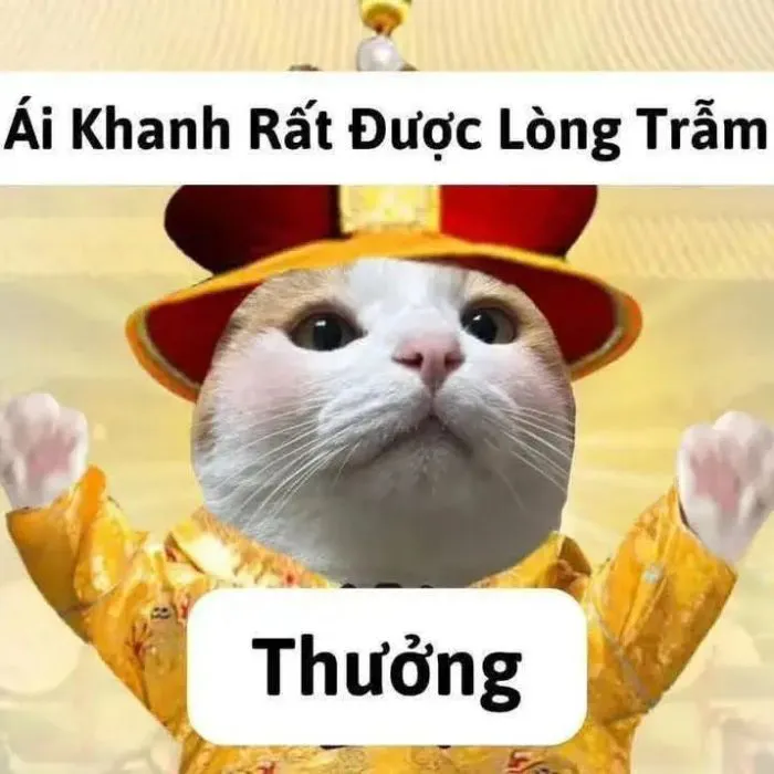 meme yêu thương mèo hài meme yêu thương mèo hài